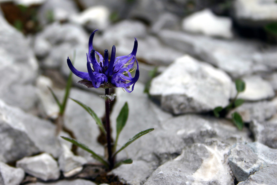 Sieberjev repuš
Sieberjev repuš (Phyteuma sieberi). Zgornja Komna - Velika vrata.
Ključne besede: sieberjev repuš phyteuma sieberi