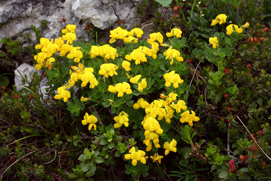 Navadna nokota
Navadna nokota (Lotus corniculatus). Na prevalu Velika vrata.
Ključne besede: navadna nokota lotus corniculatus