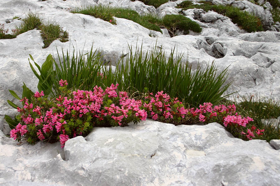 Dlakavi sleč
Dlakavi sleč (rhododendron hirsutum) ali burja po domače. Kraški svet na Zgornji Komni - Velika vrata.
Ključne besede: dlakavi sleč burja rhododendron hirsutum