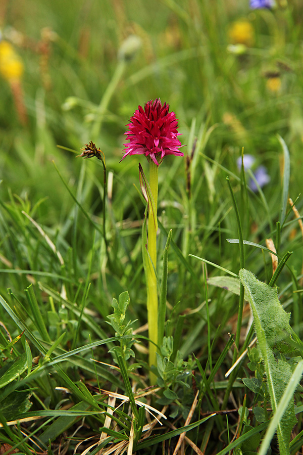 Murka
Mlada dvobarvna murka.
Ključne besede: dvobarvna murka nigritella bicolor