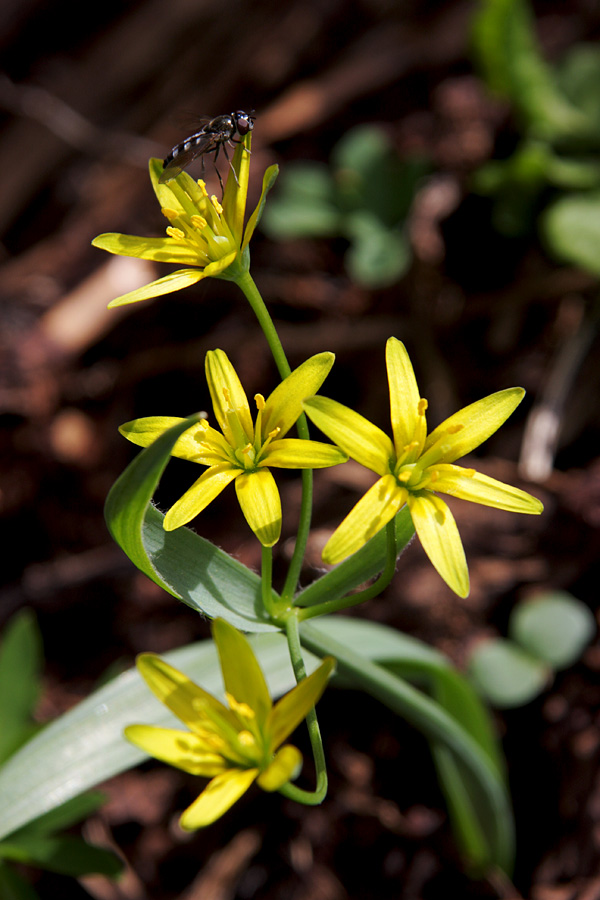 Rumena pasja čebulica
Rumena pasja čebulica. Planina Osredki.
Ključne besede: rumena pasja čebulica gagea lutea