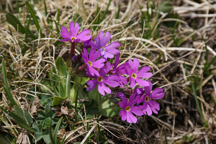 Dolgocvetni jeglič
Pod Bovškim Gamsovcem.
Ključne besede: dolgocvetni jeglič primula halleri