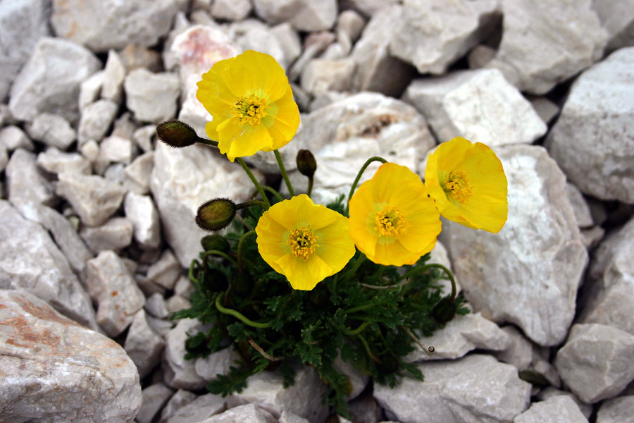 Retijski mak
Retijski mak (Papaver alpinun ssp. rhaeticum). Na Kaninu.
Ključne besede: retijski mak papaver alpinun rhaeticum