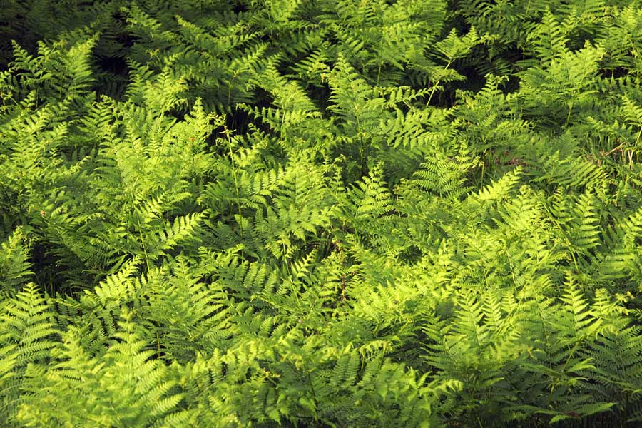 Orlova praprot
Orlova praprot na robu gozda.
Ključne besede: praprot	pteridium aquilinum