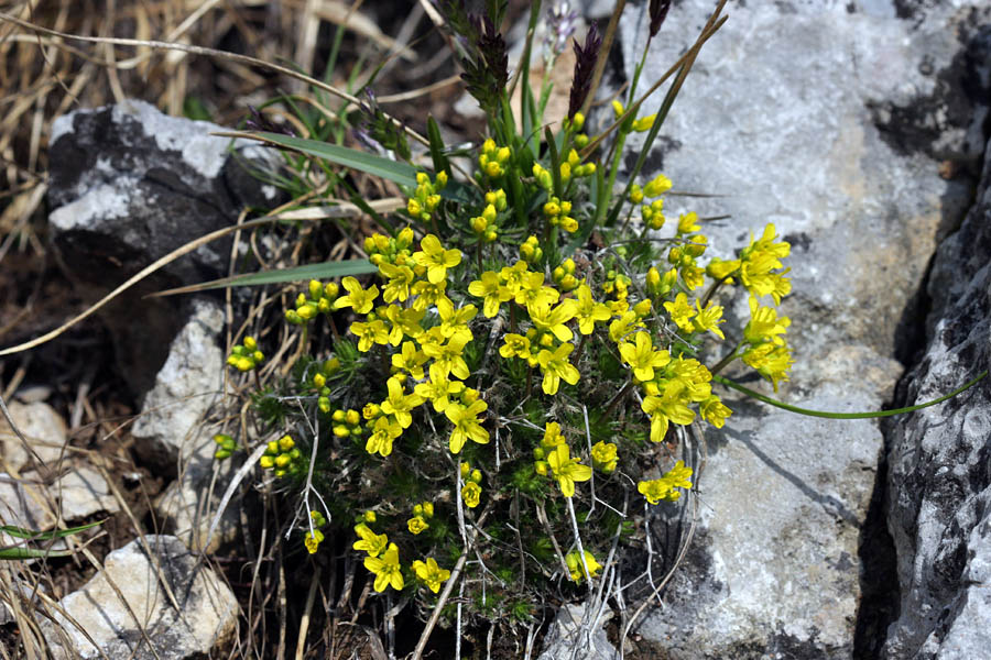 Vednozelena gladnica
Večinoma je Ratitovec še pod snegom. V skalah kamor se upre sonce pa se že kaže prvo cvetje.
Ključne besede: vednozelena gladnica draba aizoides
