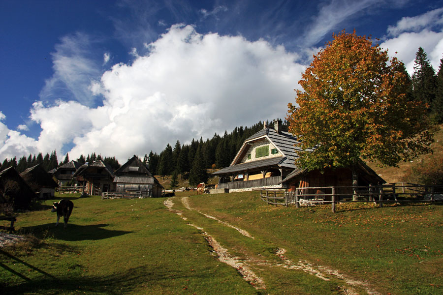 Planina Zajamniki IV.
Na planini Zajamniki.
Ključne besede: planina zajamniki