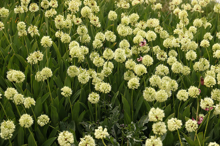 Cvetoči vanež
Na Črni prsti.
Ključne besede: vanež allium victorialis