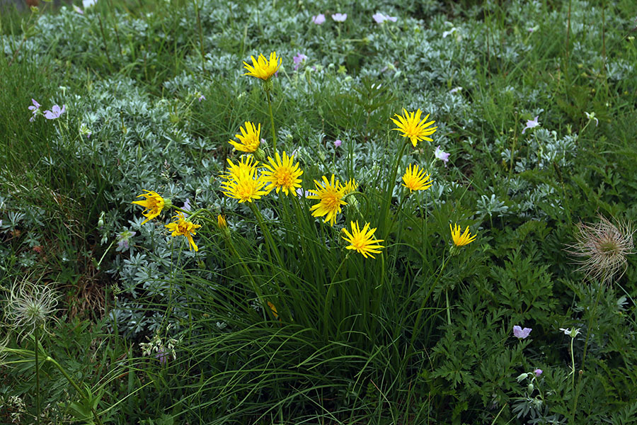 Resasti gadnjak
Na vrhu Črne prsti.
Ključne besede: resasti gadnjak scorzonera aristata