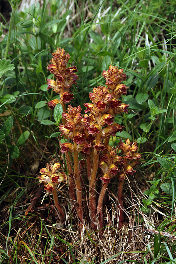 Nežni pojalnik
Najbolj pogost pojalnik.
Ključne besede: nežni pojalnik orobanche gracilis