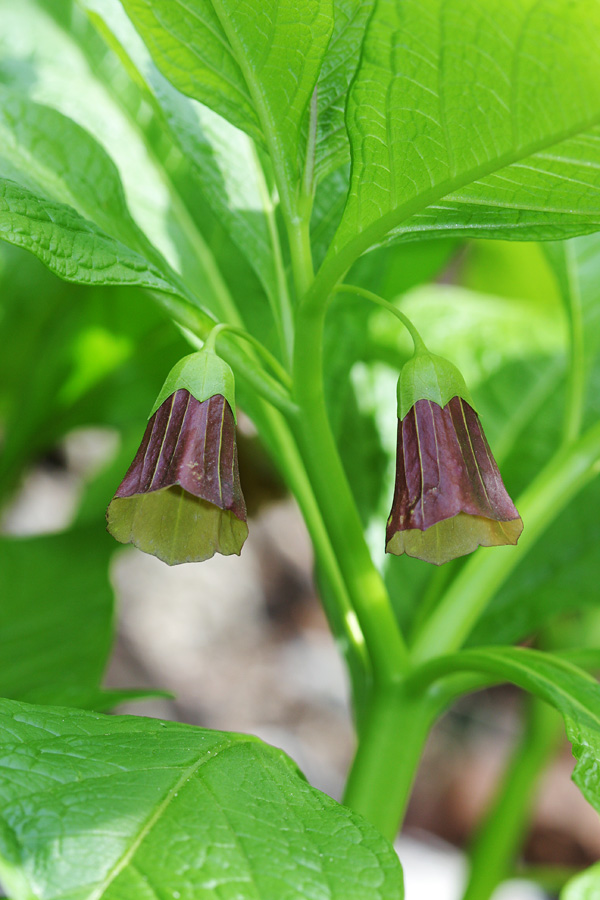 Kranjska bunika
Kranjska bunika nad Prtovčem.
Ključne besede: kranjska bunika scopolia carniolica