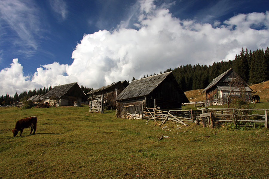 Planina Zajamniki V.
Na planini zajamniki.
Ključne besede: planina zajamniki