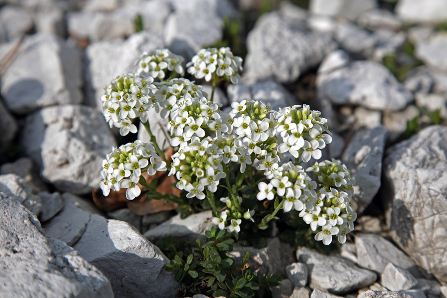 Alpska krešica
Planina Poljana.
Ključne besede: alpska krešica pritzelago alpina
