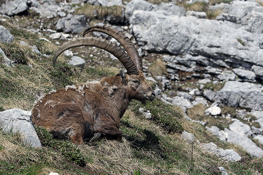 Pri počitku
Kozorog pri počitku.
Ključne besede: kozorog capra ibex ibex