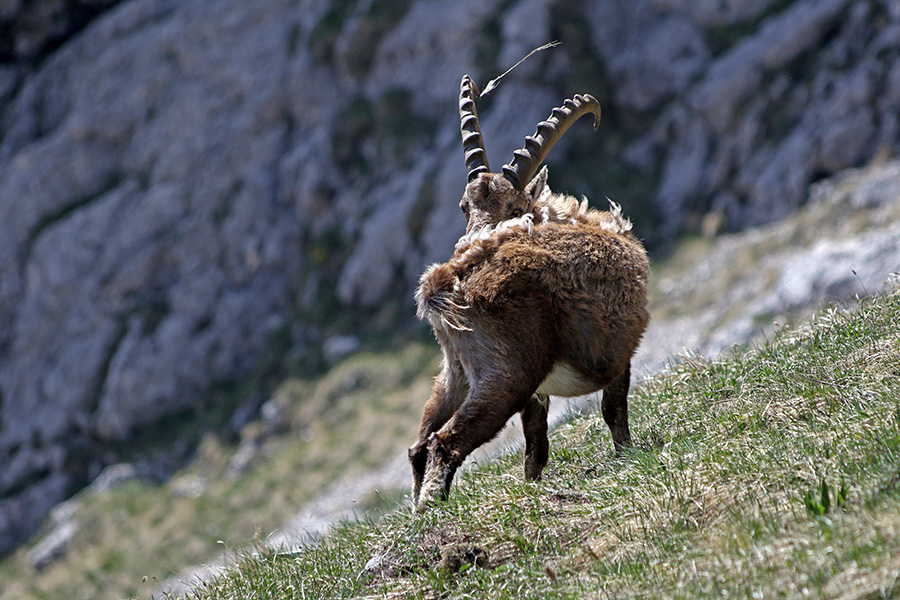 Kozorog menja dlako
Kozorog menja dlako.
Ključne besede: kozorog capra ibex ibex