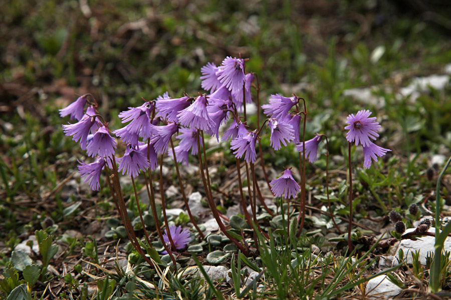 Navadni alpski zvonček III.
Alpski zvončki. nad planino poljana.
Ključne besede: navadni alpski zvonček soldanella alpina