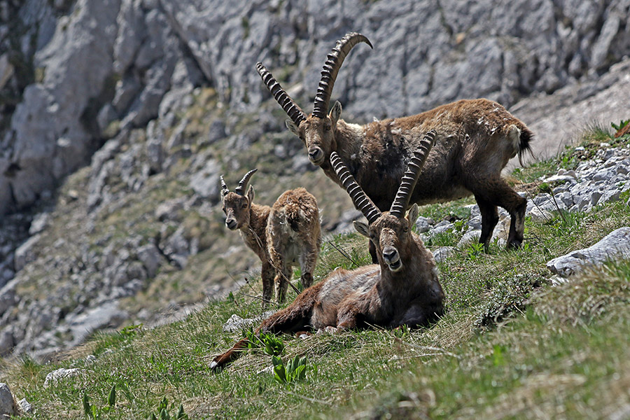 Kozorogi
Pot na Bovški Gamsovec.
Ključne besede: kozorog capra ibex ibex