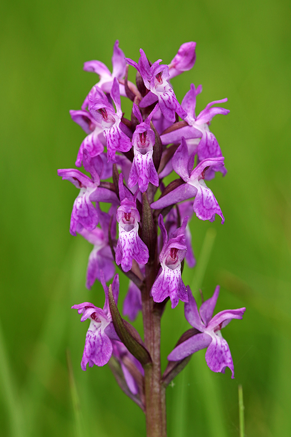 Traunsteinerjeva prstasta kukavica
Večina rastlin ni tako bohotnih, kot na prejšnjih slikah.
Ključne besede: traunsteinerjeva prstasta kukavica dactylorhiza traunsteineri