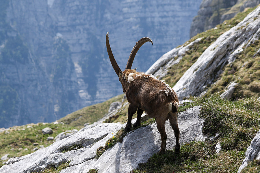 Kozorog
Kozorog.
Ključne besede: kozorog capra ibex ibex