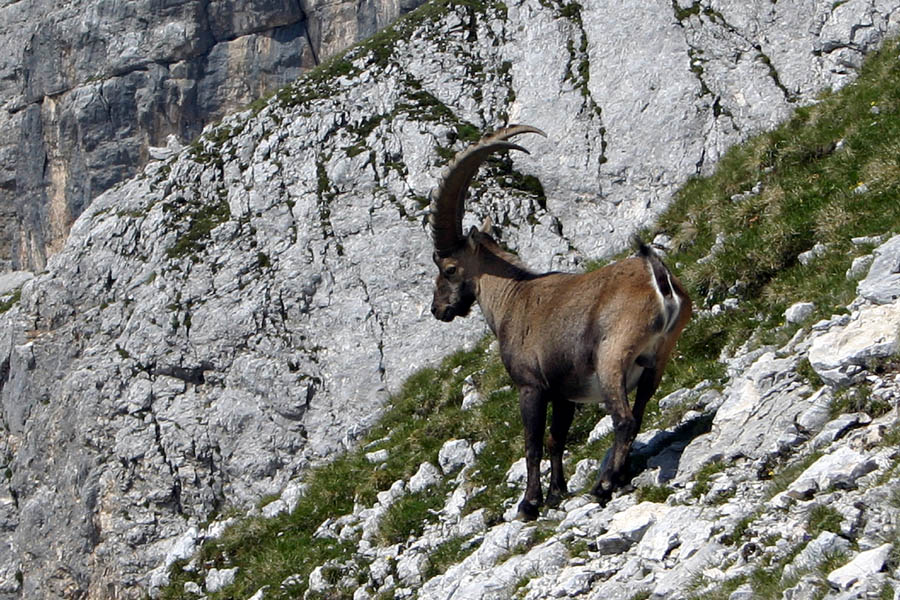 Kozorog
Kozorog pod Cmirom.
Ključne besede: kozorog capra ibex ibex