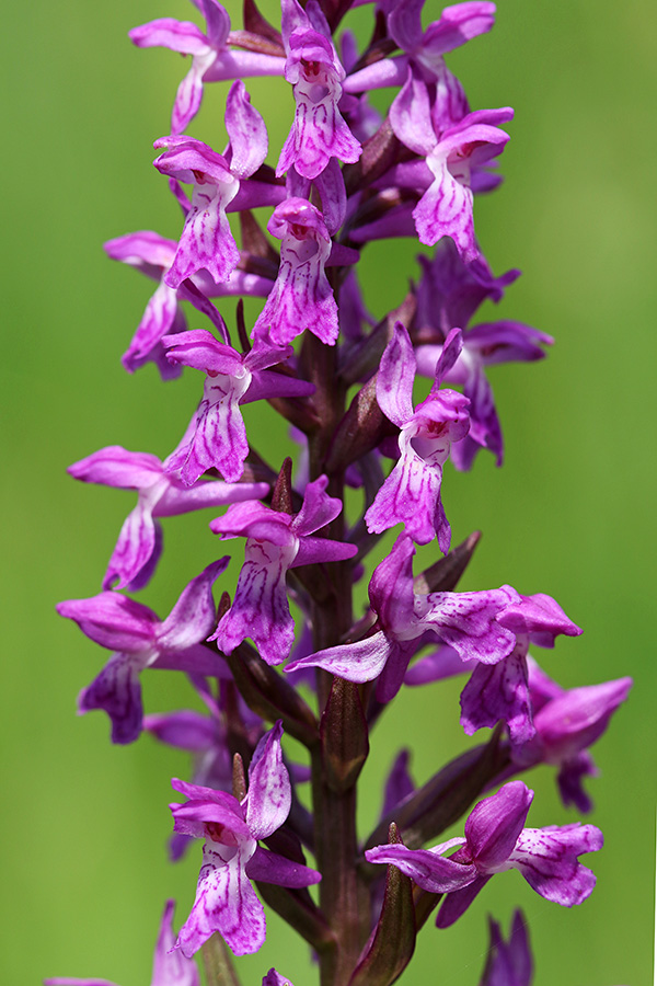 Traunsteinerjeva prstasta kukavica
Cvetovi traunseinerjeve kukavice.
Ključne besede: traunsteinerjeva prstasta kukavica dactylorhiza traunsteineri