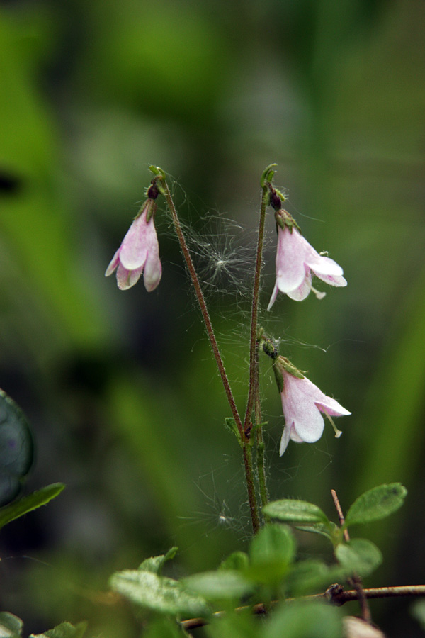 Linejevka
Majhne in vztrajne. Severna linejevka (Linnaea borealis).
Ključne besede: severna linejevka linnaea borealis