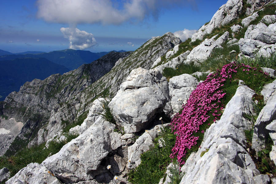 Oltarji
Proti zahodnemu delu Loške stene. Pod vrhom Briceljka. V skalah se sonči brezstebelna lepnica.
Ključne besede: loška stena oltarji briceljk brezstebelna lepnica silene acaulis