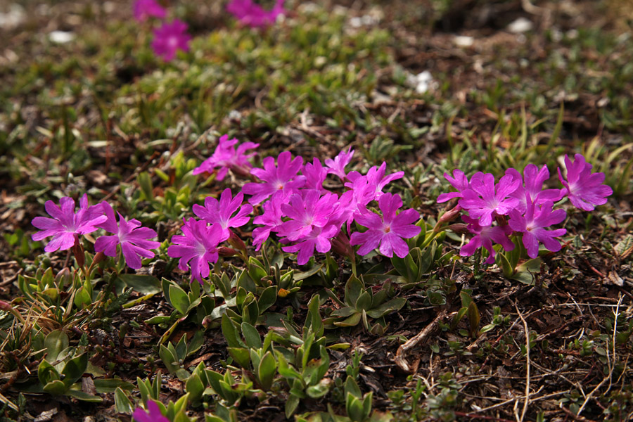 Wulfenov jeglič
Na planini Poljana.
Ključne besede: wulfenov jeglič primula wulfeniana