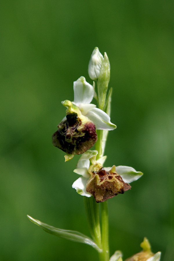 Čmrljeliko mačje uho
Čmrljeliko mačje uho (Ophrys holosericea).
Ključne besede: čmrljeliko mačje uho ophrys holosericea