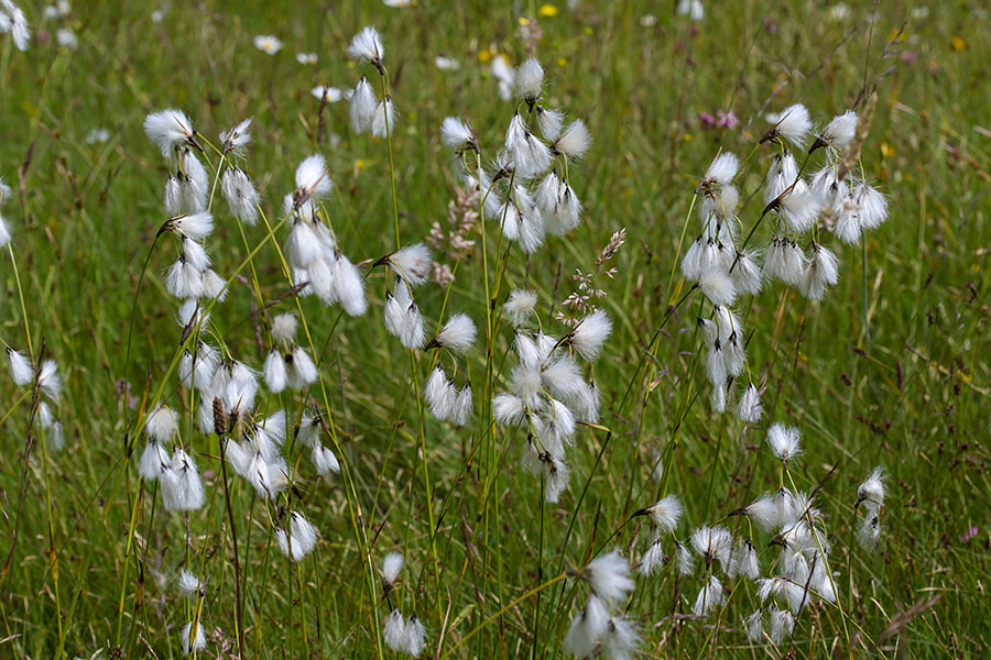 Širokolistni munec
Širokolistni munec. Ravne v Bohinju.
Ključne besede: širokolistni munec eriophorum latifolium