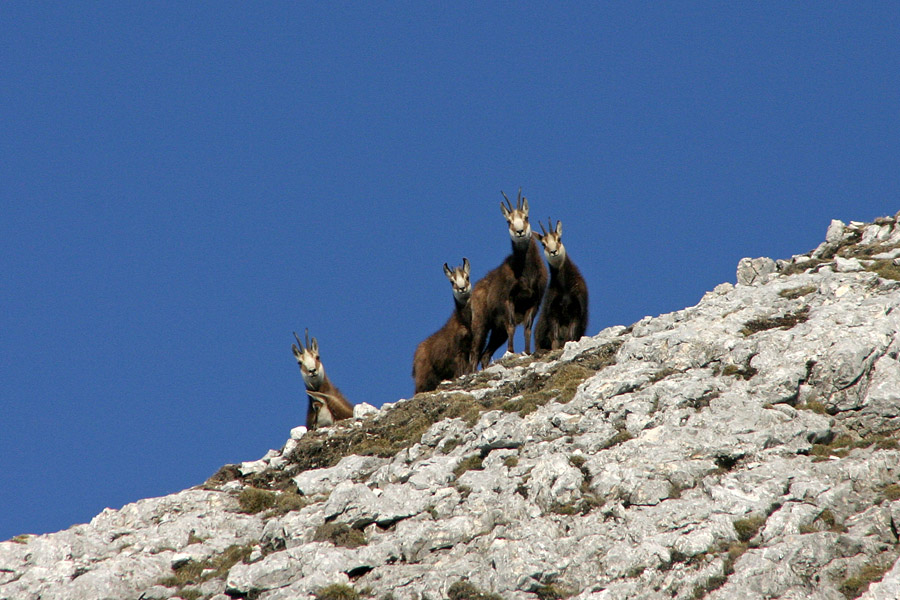 Firbci
Takole pa jih je premamila radovednost in so si prišli še enkrat pogledat tega fotografa... Pod Prvim Voglom.
Keywords: gams prvi vogel rupicapra rupicapra