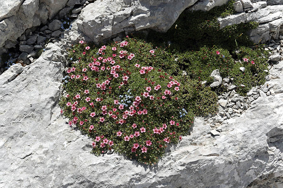 Triglavska roža
Eden od mnogih vrtičkov pod Razorjem.
Ključne besede: triglavska roža potentilla nitida