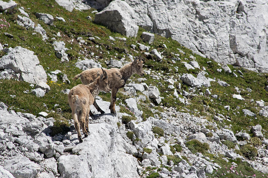 Mladinca
Mama je ležala v senci, mladinca pa sta ga biksala po svoje. Pod Razorjem.
Ključne besede: kozorog capra ibex ibex