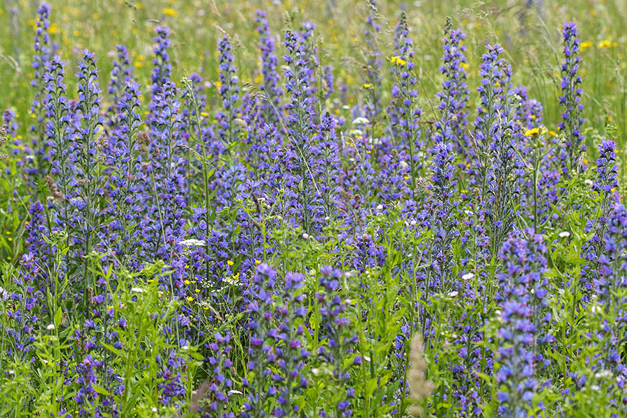 Navadni gadovec
Navadni gadovec. Ravne v Bohinju.
Ključne besede: navadni gadovec echium vulgare