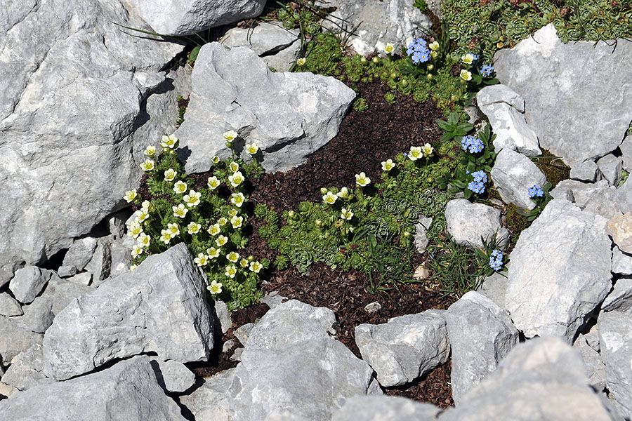 Kranjski izbrazdani kamnokreč
Ob poti na Šplevto 2382m.
Ključne besede: kranjski izbrazdani kamnokreč saxifraga exarata carniolica