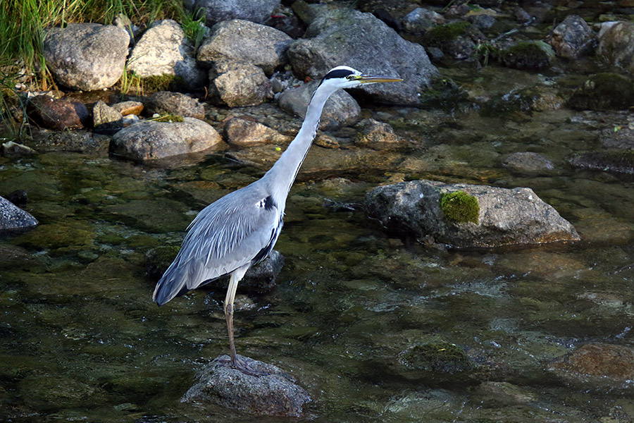Siva čaplja
Potok Bistrica.
Ključne besede: siva čaplja ardea cinerea