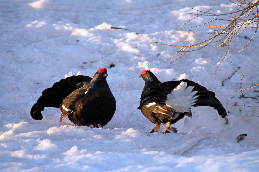 Ruševec XXIII.
Ruševec.
Ključne besede: ruševec tetrao tetrix