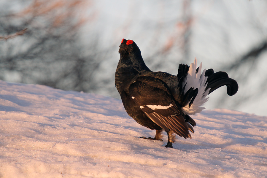 Ruševec XX.
Ruševec.
Ključne besede: ruševec tetrao tetrix