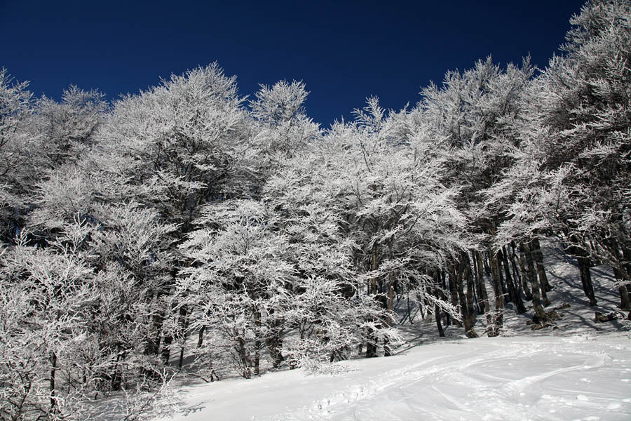 Pod Šavnikom I.
Malo snega in veliko ivja. Pod Šavnikom.
Ključne besede: šavnik