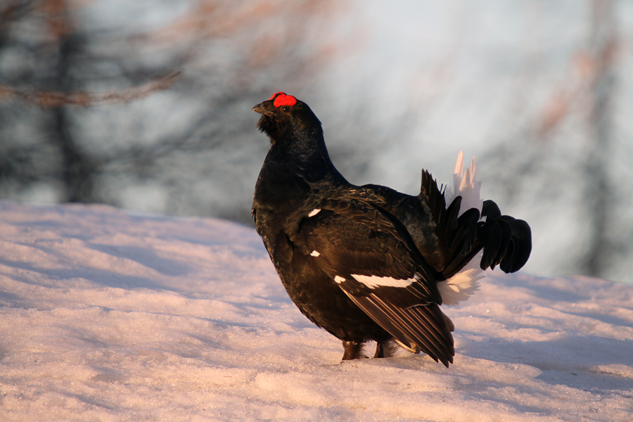 Ruševec XIX.
Ruševec.
Ključne besede: ruševec tetrao tetrix