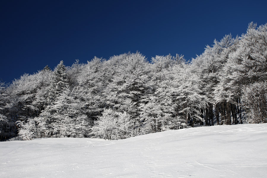 Pod Šavnikom II.
Malo snega in veliko ivja pod Šavnikom.
Ključne besede: šavnik