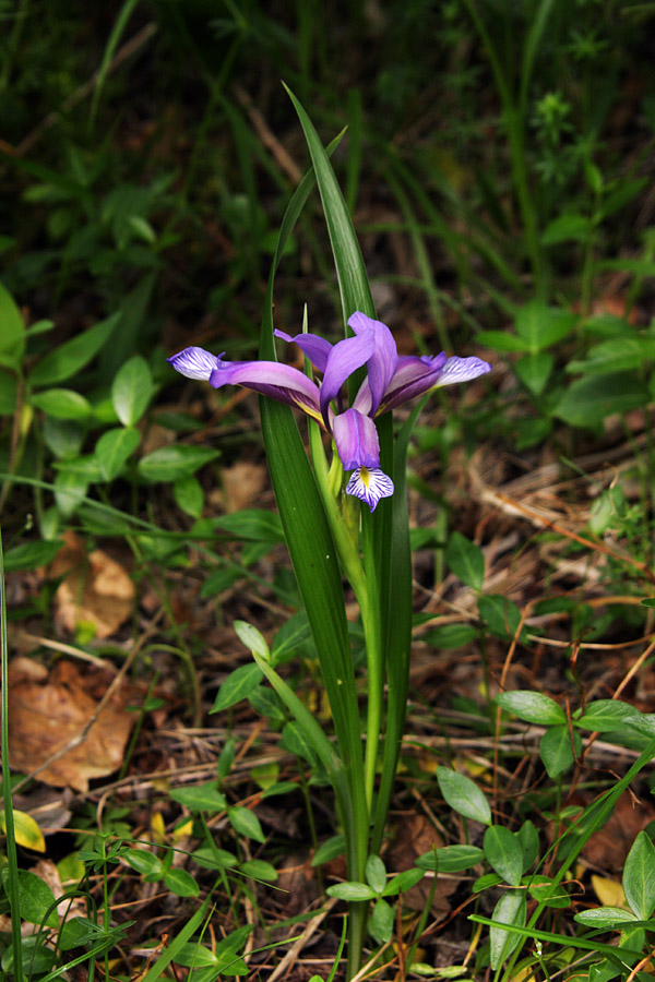 Perunika
Travnolistna perunika (Iris graminea). Med Boh. Bistrico in Brodom.
Ključne besede: travnolistna perunika iris graminea