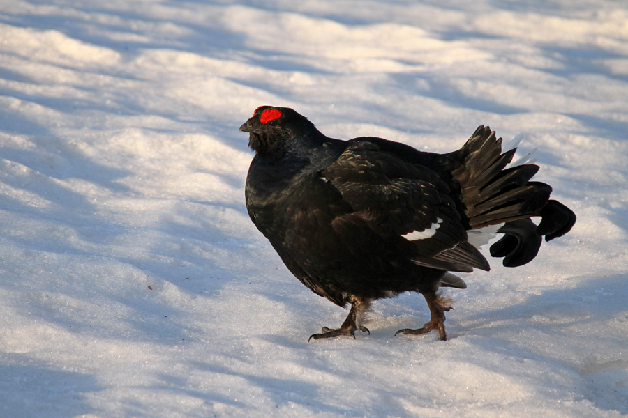 Ruševec XIV.
Ruševec.
Ključne besede: ruševec tetrao tetrix