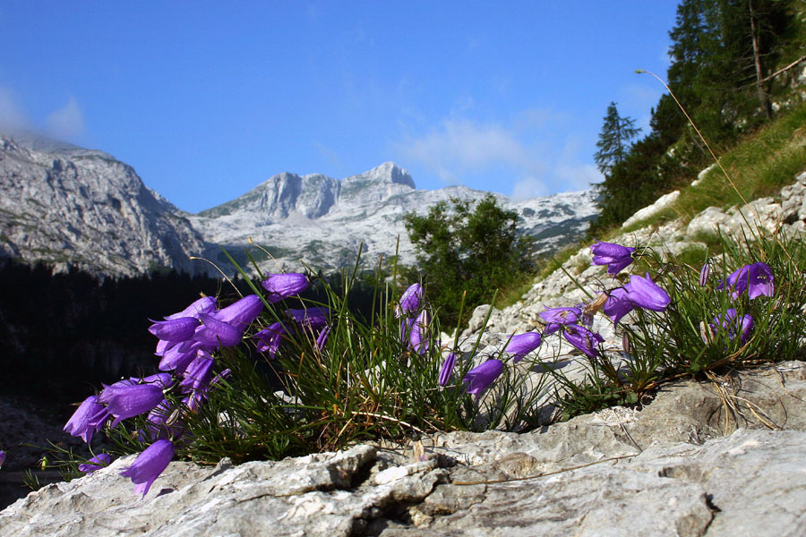 Trebušasta zvončica
Trebušasta zvončica (Campanula cochleariifolia). Ob Krnskem jezeru - zadaj Krn.
Ključne besede: trebušasta zvončica campanula cochleariifolia
