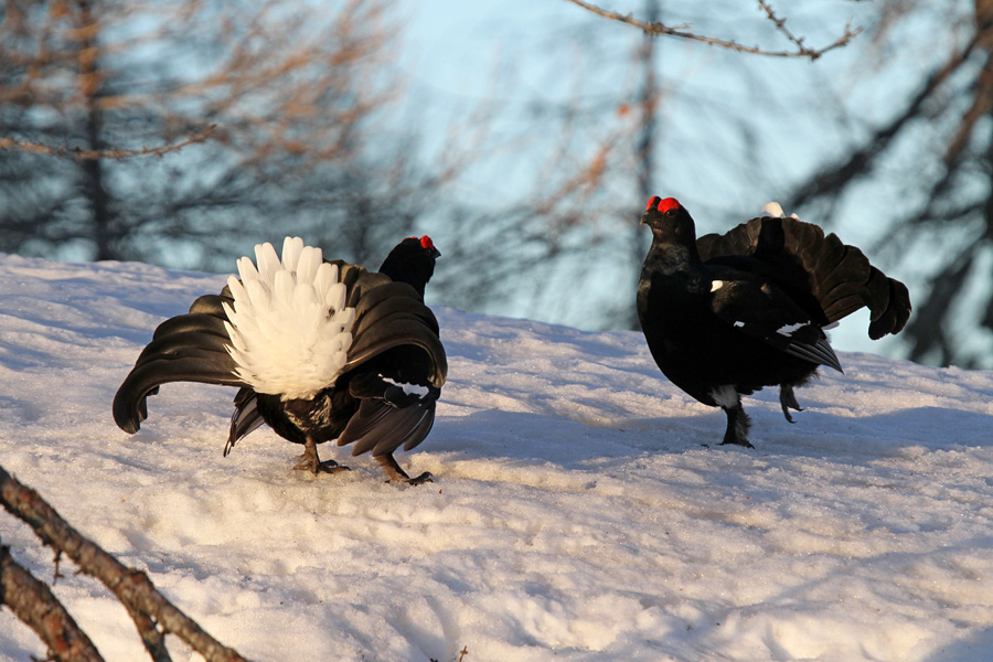 Ruševec XVI.
Ruševec.
Ključne besede: ruševec tetrao tetrix