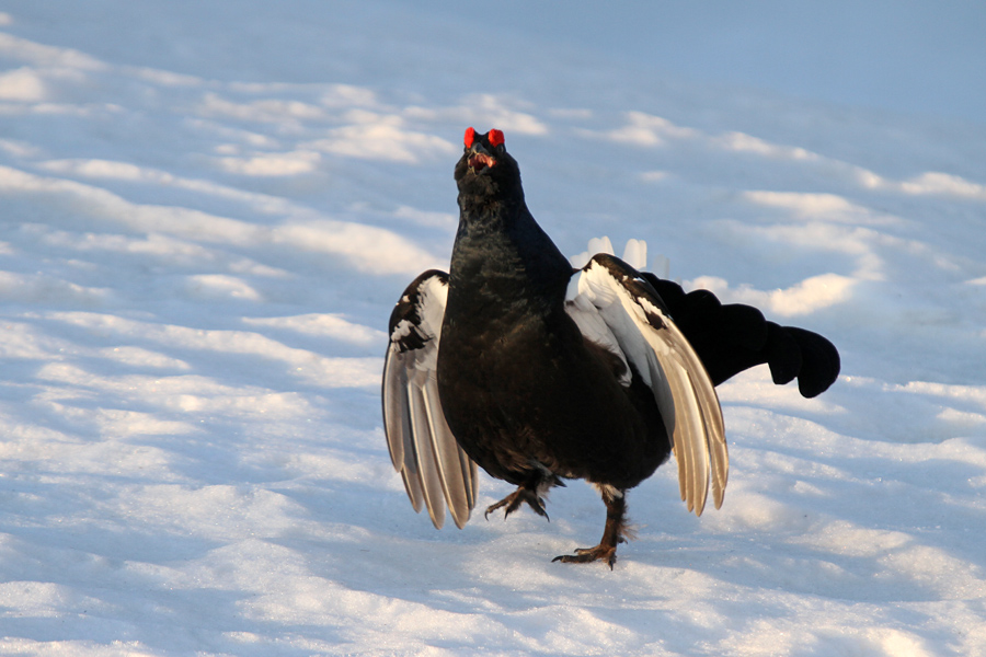 Ruševec XV.
Ruševec.
Ključne besede: ruševec tetrao tetrix