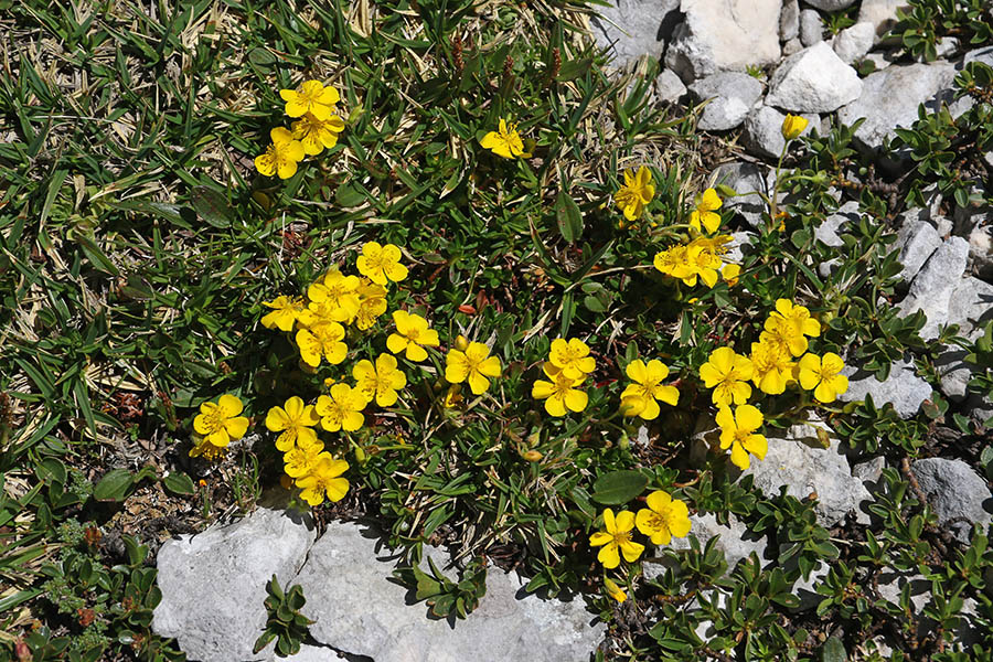 Planinski popon
S poti na Šplevto 2382m.
Ključne besede: planinski popon helianthemum alpestre sončece