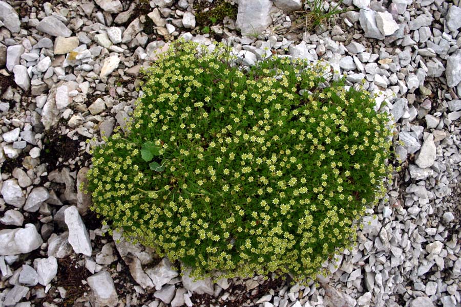 Vednozeleni kamnokreč
Vednozeleni kamnokreč (Saxifraga aizoides). Vrh nad Peski.
Ključne besede: vednozeleni kamnokreč saxifraga aizoides