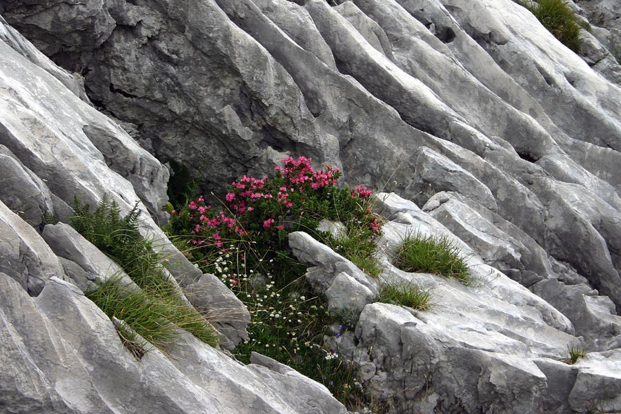 Dlakavi sleč
Dlakavi sleč (Rhododendron hirsutum). Burja v kraškem svetu proti Krnu.
Ključne besede: dlakavi sleč burja rhododendron hirsutum