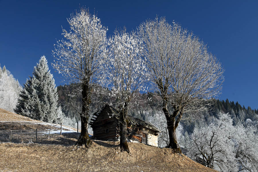 Podjelje I.
V ivje odeto drevje nad vasjo Podjelje.
Ključne besede: podjelje bohinj