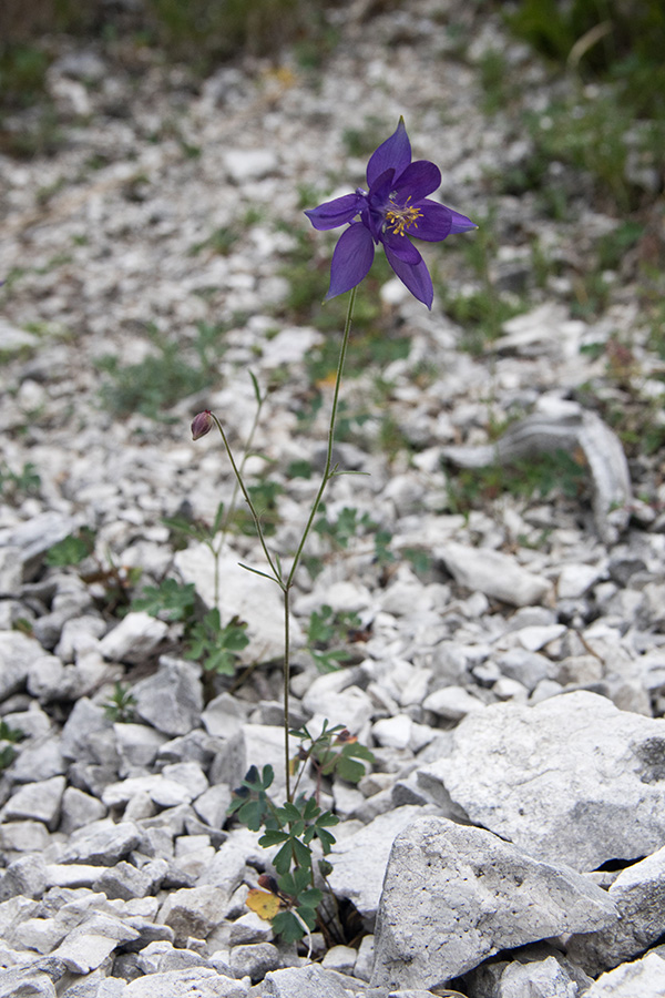 Einselejeva orlica
Ob poti na kriške pode z doline Zadnjica jih srečujemo na vseh meliščih.
Ključne besede: einselejeva orlica aquilegia einseleana